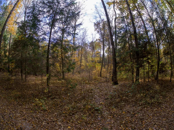 Straße Wald Beim Übergang Von Frühling Den Herbst Mit Schönen — Stockfoto