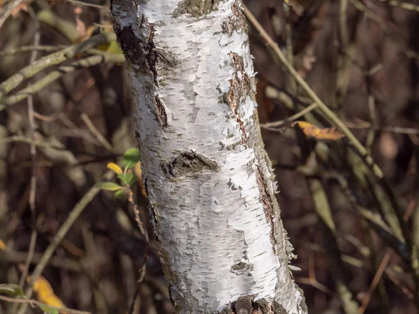 Φλοιό Του Δέντρου Φυσικό Ξύλο Υφή — Φωτογραφία Αρχείου