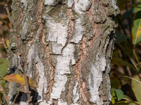 Écorce Arbre Bois Naturel Pour Texture — Photo