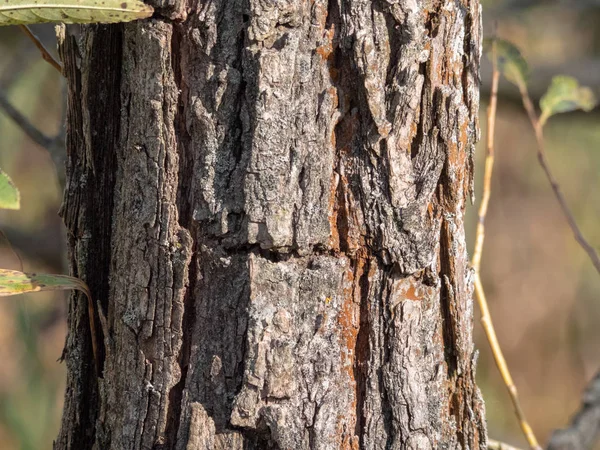 Corteza Árbol Madera Natural Para Textura —  Fotos de Stock