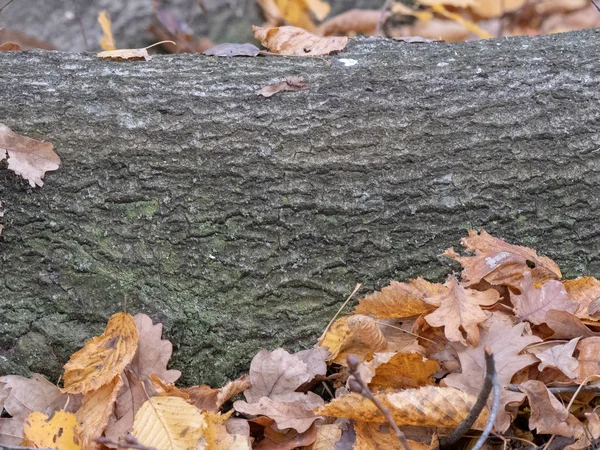 Kůra Přírodního Dřeva Pro Texturu — Stock fotografie