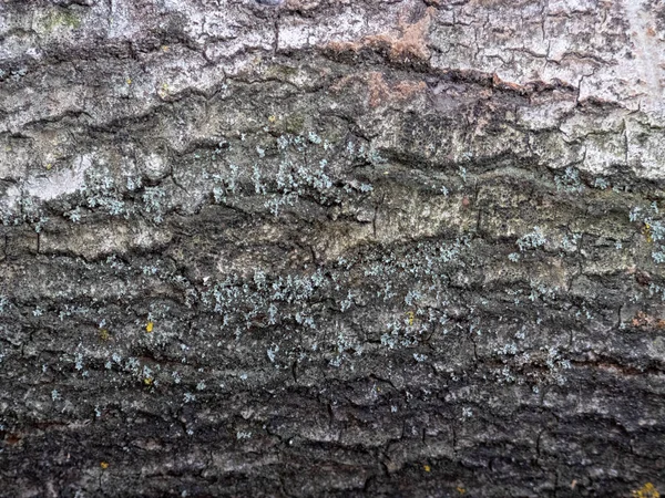 Schors Van Natuurlijk Hout Van Boom Voor Textuur — Stockfoto