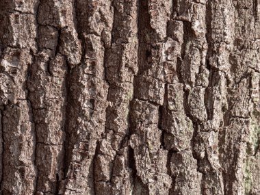 Doku için doğal ahşap ağaç kabuğu 