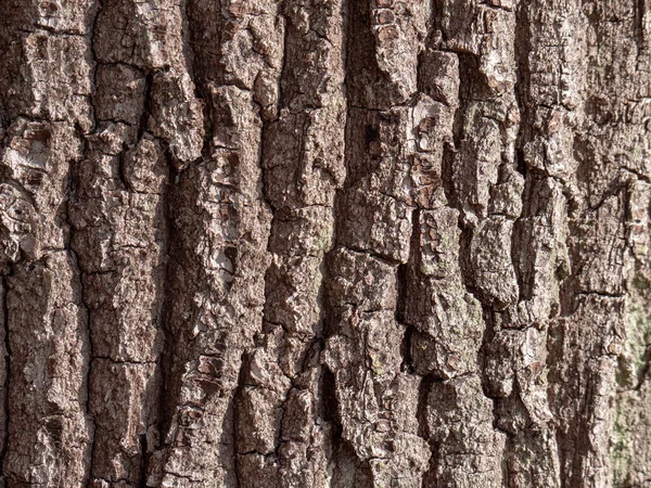 Schors Van Natuurlijk Hout Van Boom Voor Textuur — Stockfoto