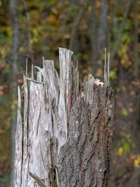 Écorce Arbre Bois Naturel Pour Texture — Photo