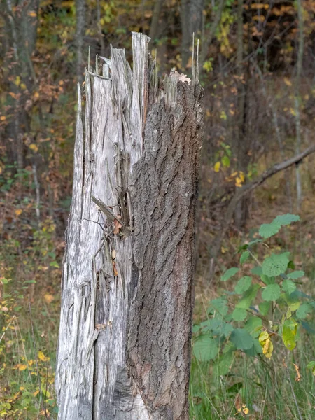 Écorce Arbre Bois Naturel Pour Texture — Photo