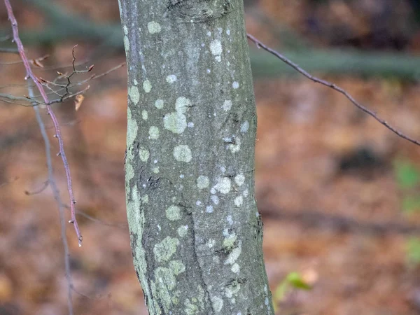 Кора Натурального Дерева Текстуры — стоковое фото