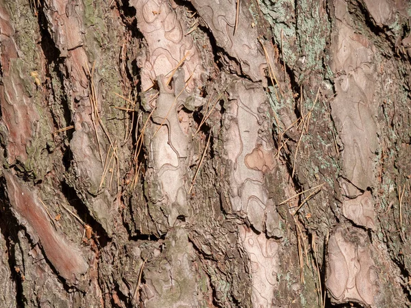 Schors Van Natuurlijk Hout Van Boom Voor Textuur — Stockfoto