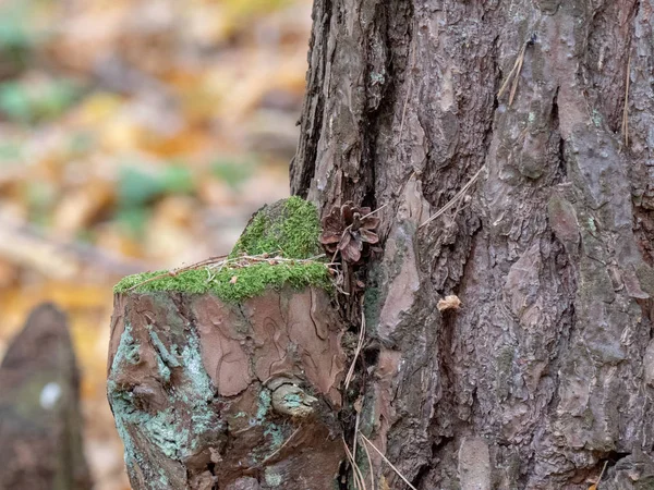 Corteza Árbol Madera Natural Para Textura —  Fotos de Stock