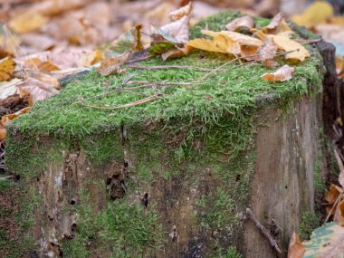 arka plan veya doku için ağaç kabuğu üzerinde yeşil sarı yosun