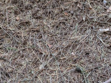 backlighted sonbahar sonbahar yakın koyu arka plan üzerinde yukarı yapraklar