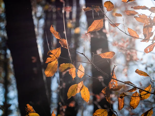 Outono Cair Folhas Iluminadas Perto Fundo Escuro — Fotografia de Stock