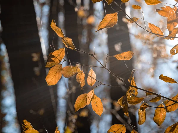 Outono Cair Folhas Iluminadas Perto Fundo Escuro — Fotografia de Stock