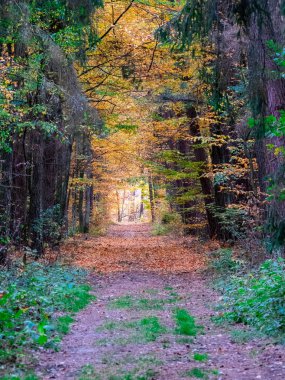 sonbahar ya da sonbahar sunflare veya yapraklara sahip