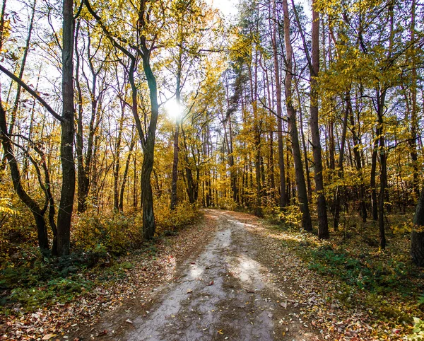 Otoño Caída Bosque Con Rayos Sol — Foto de Stock