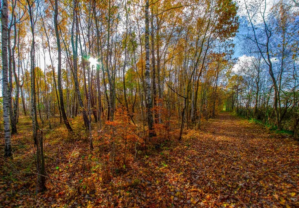 Herbst Oder Herbst Wald Mit Sonneneruption Oder Sonnenstrahlen — Stockfoto