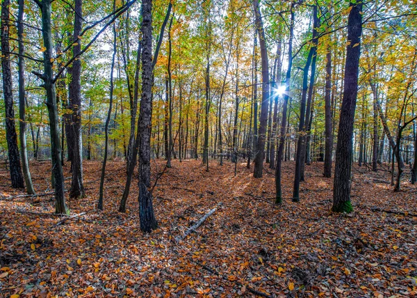 Otoño Caída Bosque Con Rayos Sol — Foto de Stock