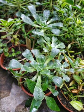 Etli bitki - Echeveria veya taş gül. Serada iş
