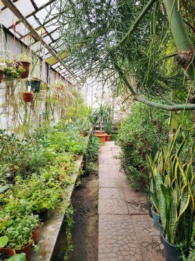 Botanik Bahçesi - bakım ağaçlar, bitkiler ve çiçekler için çalışır. Güzel, ekolojik nadir bitkiler