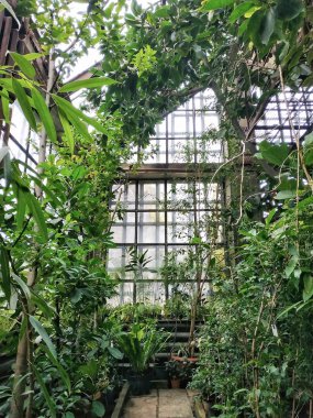 Botanik Bahçesi ve seralar - nadir ve tropik bitkiler, ağaçlar ve çiçekler için bakım çalışması.