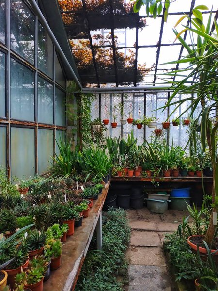 Work in the Botanical Garden - care for exotic rare flowers and plants.