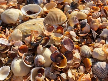 Deniz kabuğu arka planı. Güneşli bir yaz gününde kumsalda çok renkli küçük deniz kabukları.