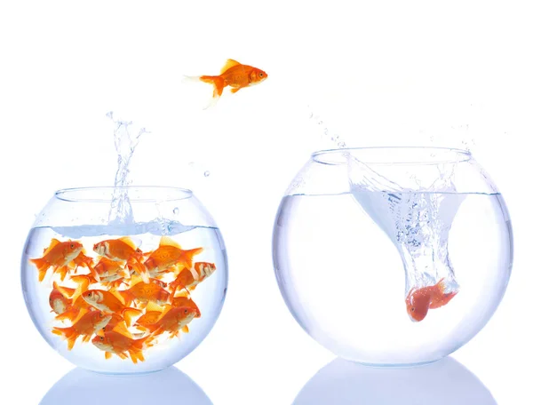 Goldfish jumping — Stock Photo, Image