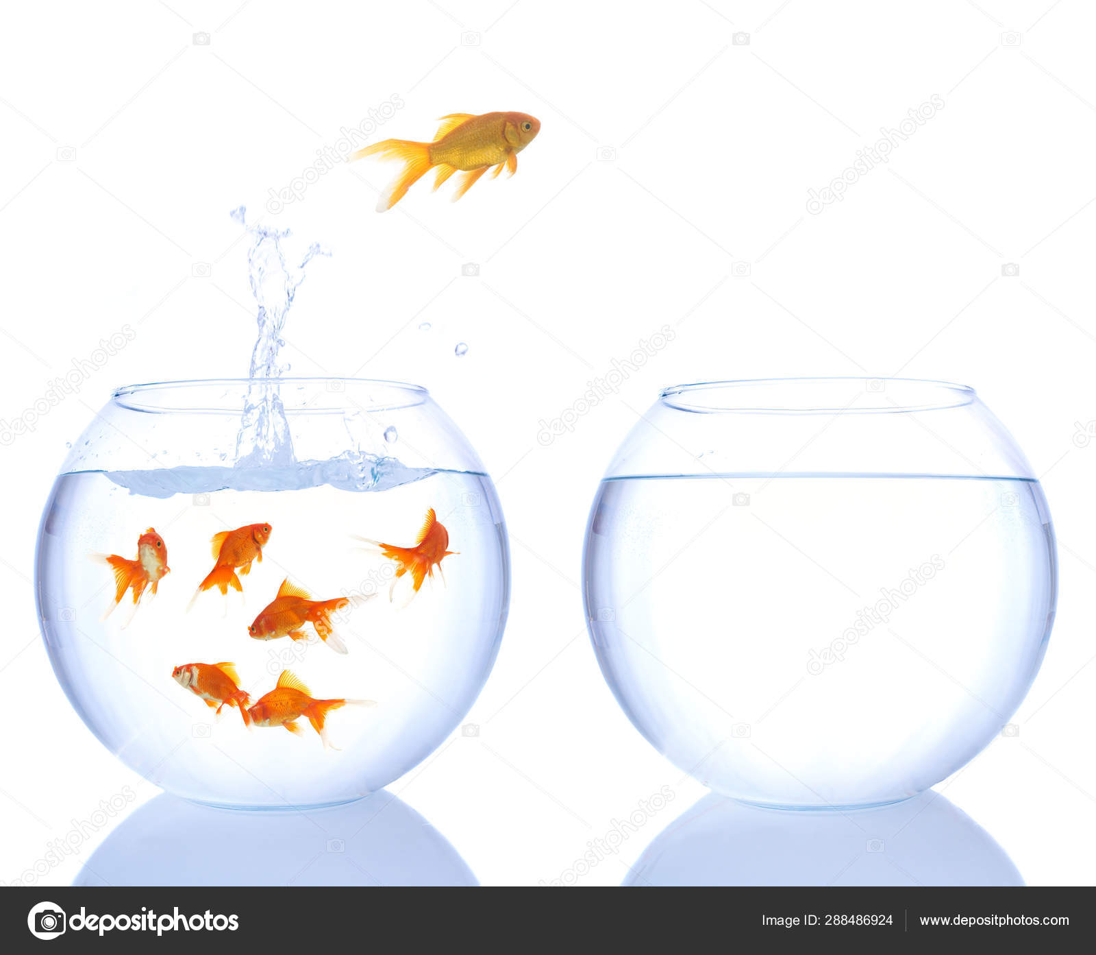 Different Color Goldfish Jumping Stock Photo By C Khz 288486924