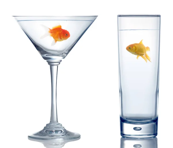 Iki farklı cam iki farklı japon balığı — Stok fotoğraf