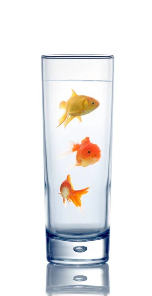 Peixinhos dourados em um copo de água — Fotografia de Stock