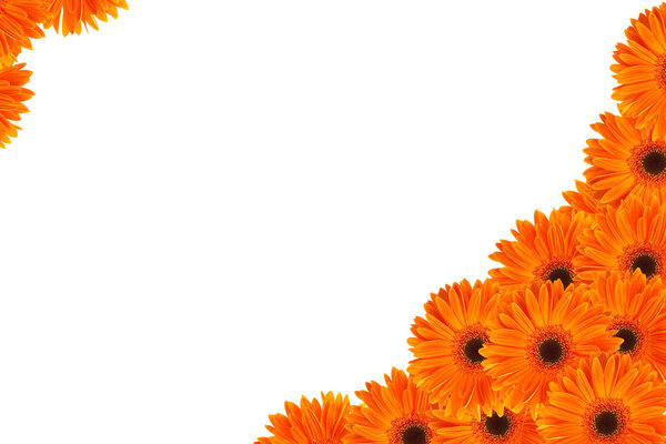 orange daisy frame