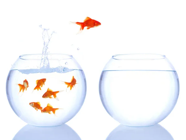 kırmızı balık atlama