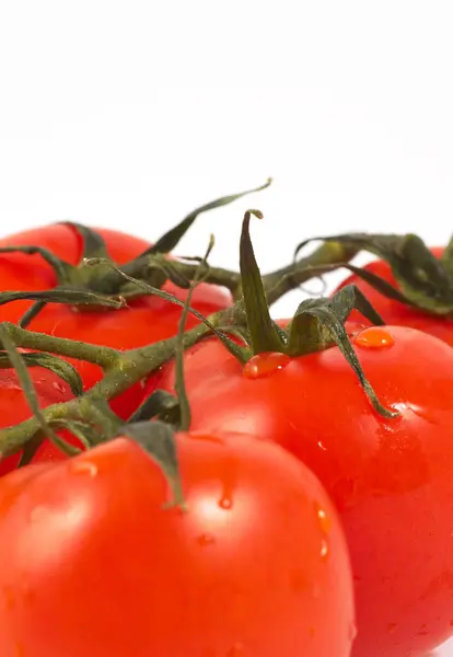 西红柿在白色的背景上紧密相连 食物概念 — 图库照片