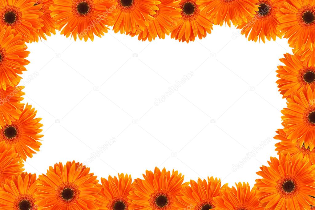 orange daisy frame