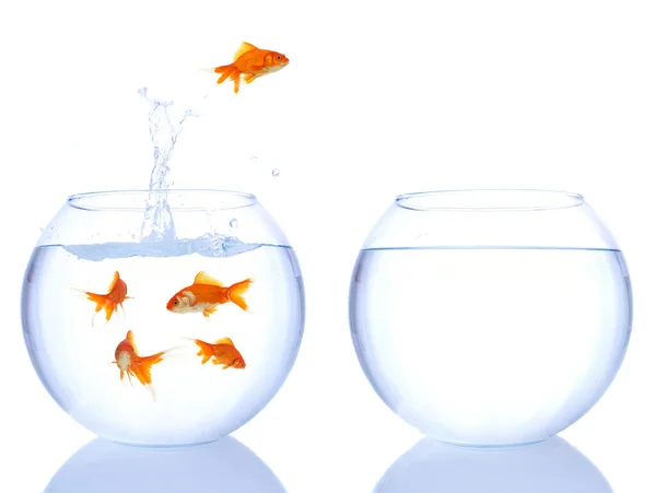 Japon balığı atlama