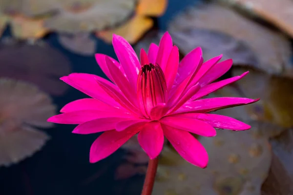 Beautiful Pink Lotus Water Plant Pond — Stock Photo, Image