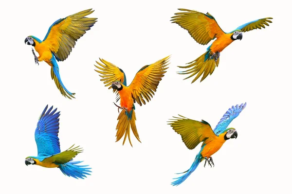 Beyaz Arka Plan Üzerinde Izole Amerika Papağanı Papağan Kümesi — Stok fotoğraf