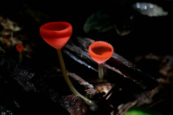 Cogumelo Champanhe Cogumelo Vermelho Floresta Tropical — Fotografia de Stock