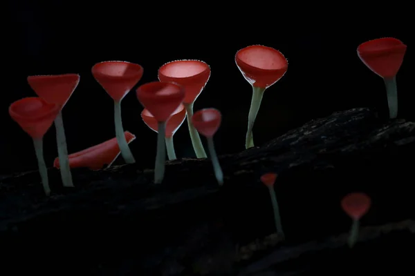 Fungo Champagne Fungo Rosso Nella Foresta Pluviale — Foto Stock