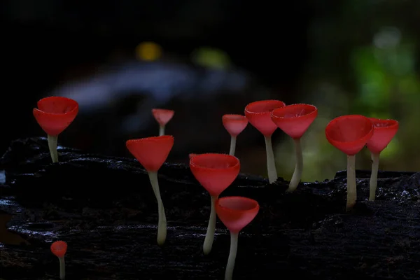 Fungo Champagne Fungo Rosso Nella Foresta Pluviale — Foto Stock