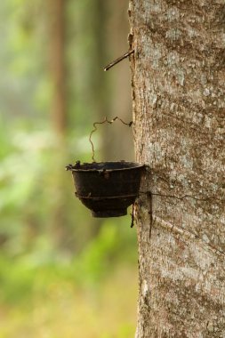 Satır plantasyon kauçuk dokunarak para kauçuk ağacı