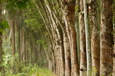 Satır plantasyon kauçuk dokunarak para kauçuk ağacı