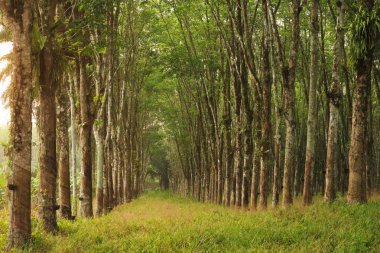 Satır plantasyon kauçuk dokunarak para kauçuk ağacı