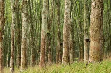 Satır plantasyon kauçuk dokunarak para kauçuk ağacı