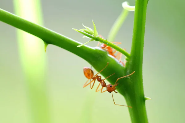 Czerwonych Mrówek Oecophylla Smaragdina Akcja Ant Zielonej Liście — Zdjęcie stockowe