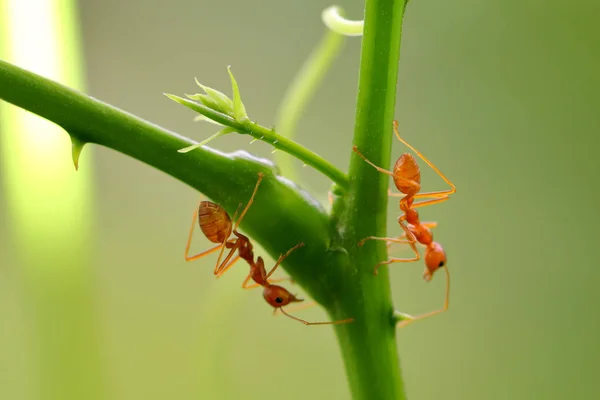 赤アリ Oecophylla Smaragdina 木の枝に Ant のアクション — ストック写真