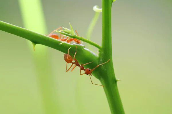 赤アリ Oecophylla Smaragdina 木の枝に Ant のアクション — ストック写真