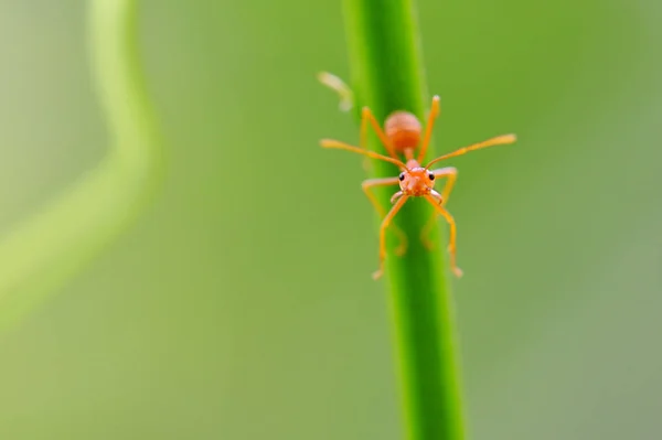 Formiga Vermelha Oecophylla Smaragdina Ação Formiga Galho Árvore — Fotografia de Stock