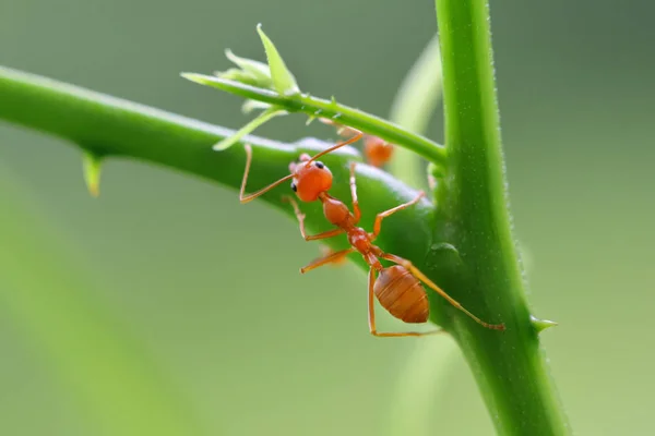 Red Ant Oecophylla Smaragdina Action Ant Tree Branch — Stock Photo, Image