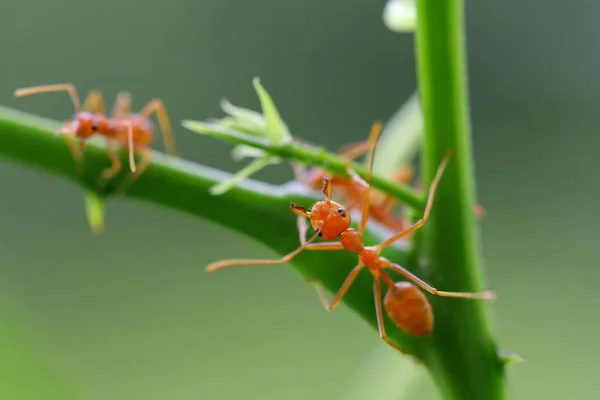赤アリ Oecophylla Smaragdina 木の枝に Ant のアクション — ストック写真